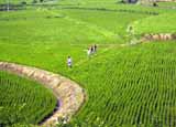 Runners crossing rice paddy